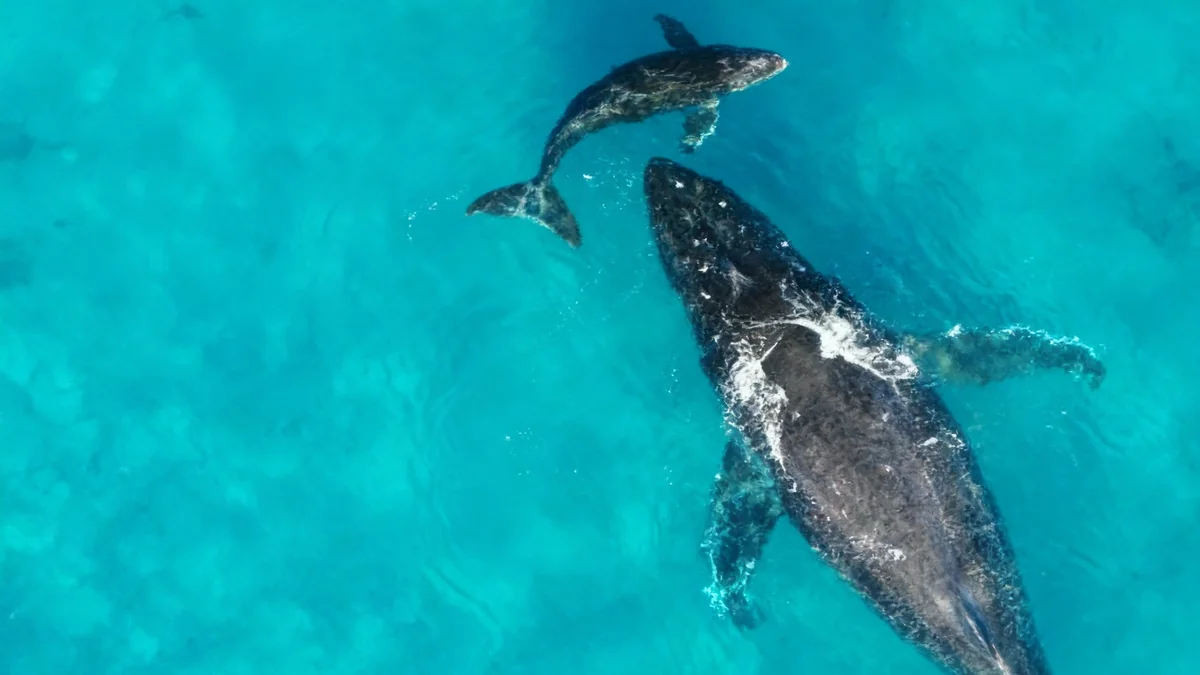 Migrations marines perturbées par le changement climatique