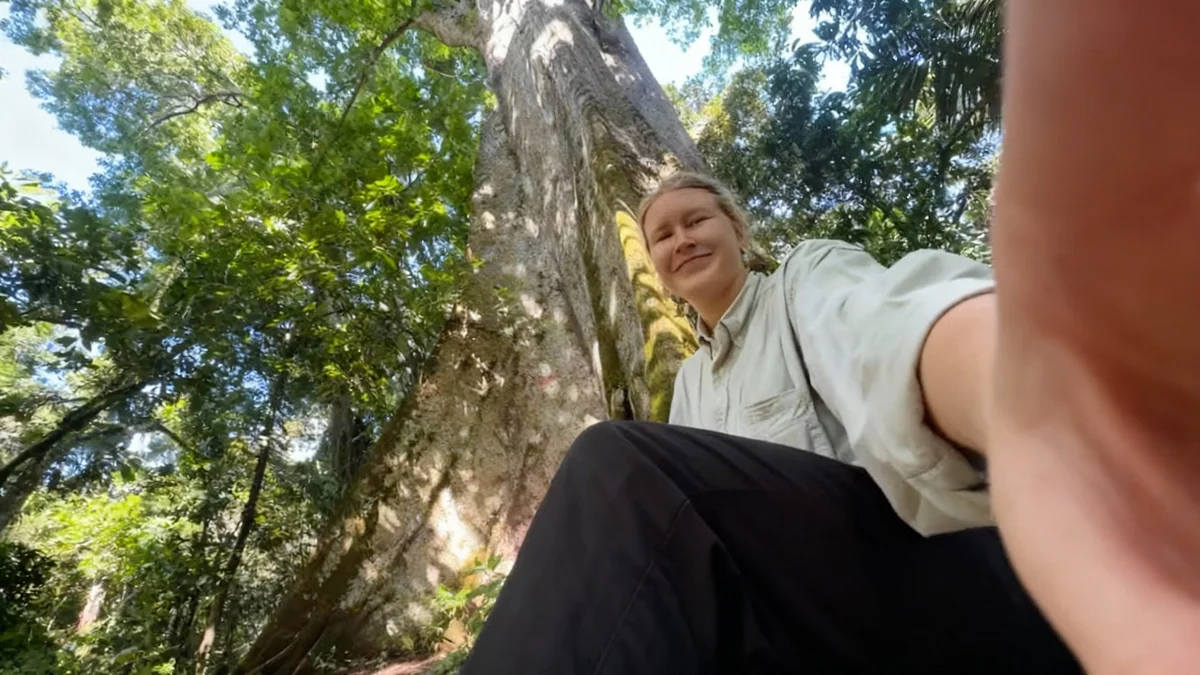 Régénération des forêts : un atout pour le climat, mais pas une solution miracle