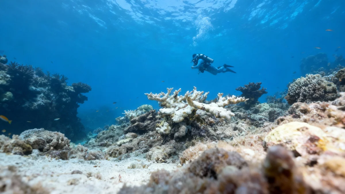 Coraux de Floride : Deux espèces clés déclarées fonctionnellement éteintes