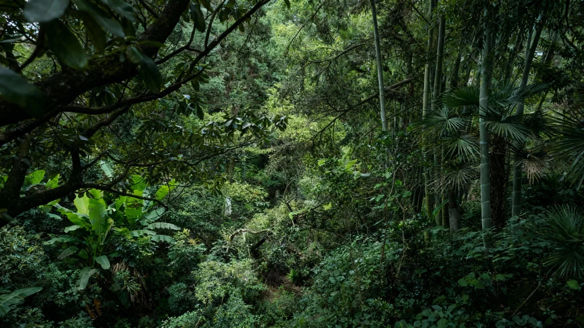 Les 'arbres herbacés' offrent des solutions climatiques