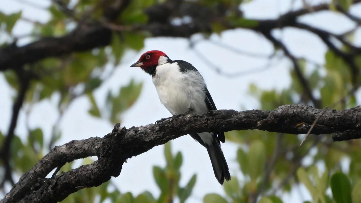 L'Amazonie se réchauffe deux fois plus vite que la planète