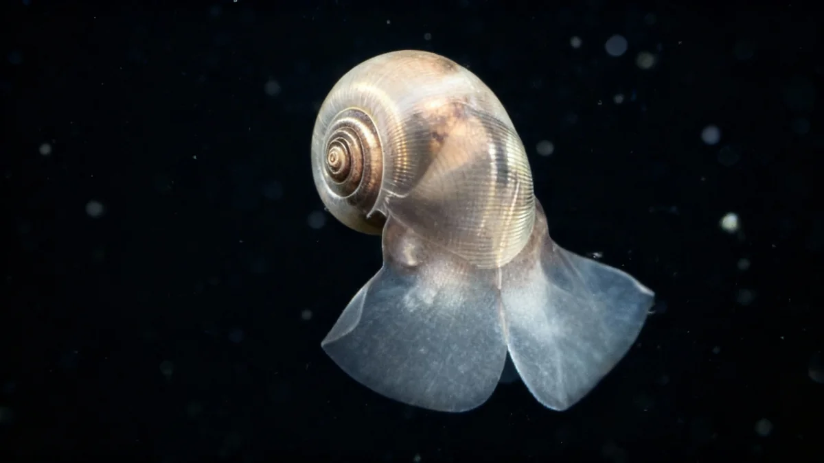 Plancton calcaire: rôle clé sous-estimé dans le climat