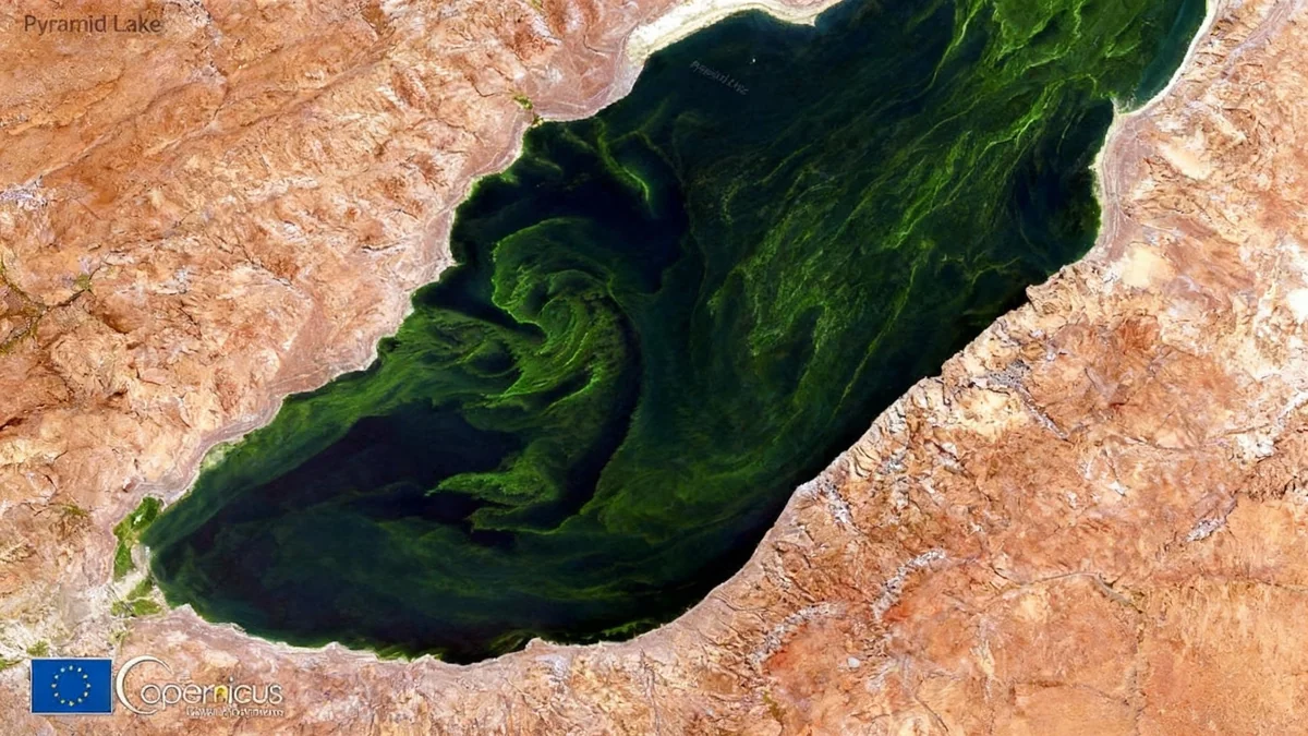 Modèles climatiques mondiaux et cycle de l'azote