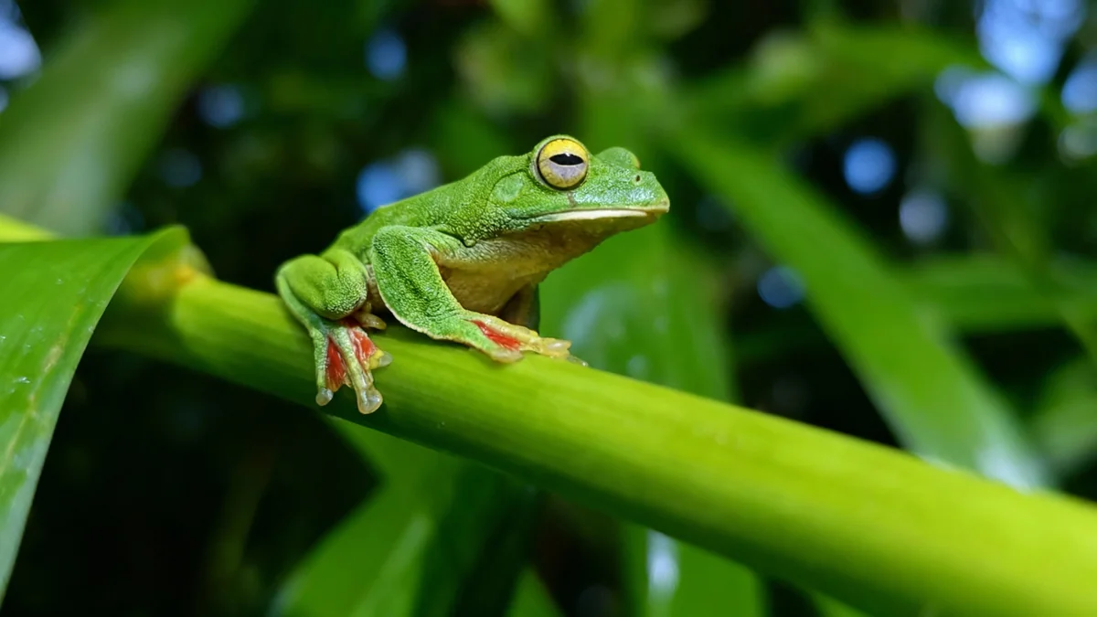 Les taux d'extinction ralentissent, mais les menaces évoluent