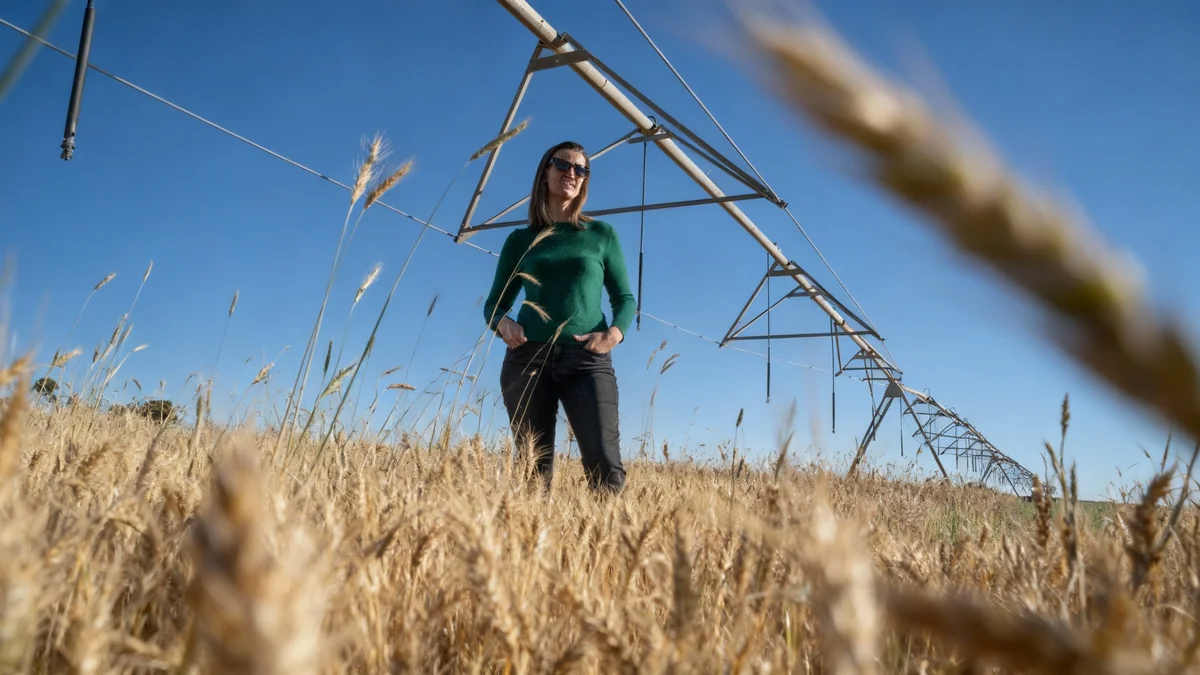 Le seigle, une solution climatique pour l'agriculture
