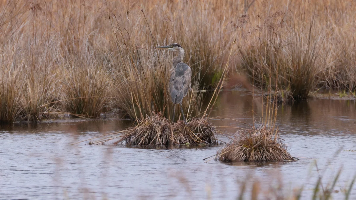 Les tourbières à canneberges se transforment en zones humides