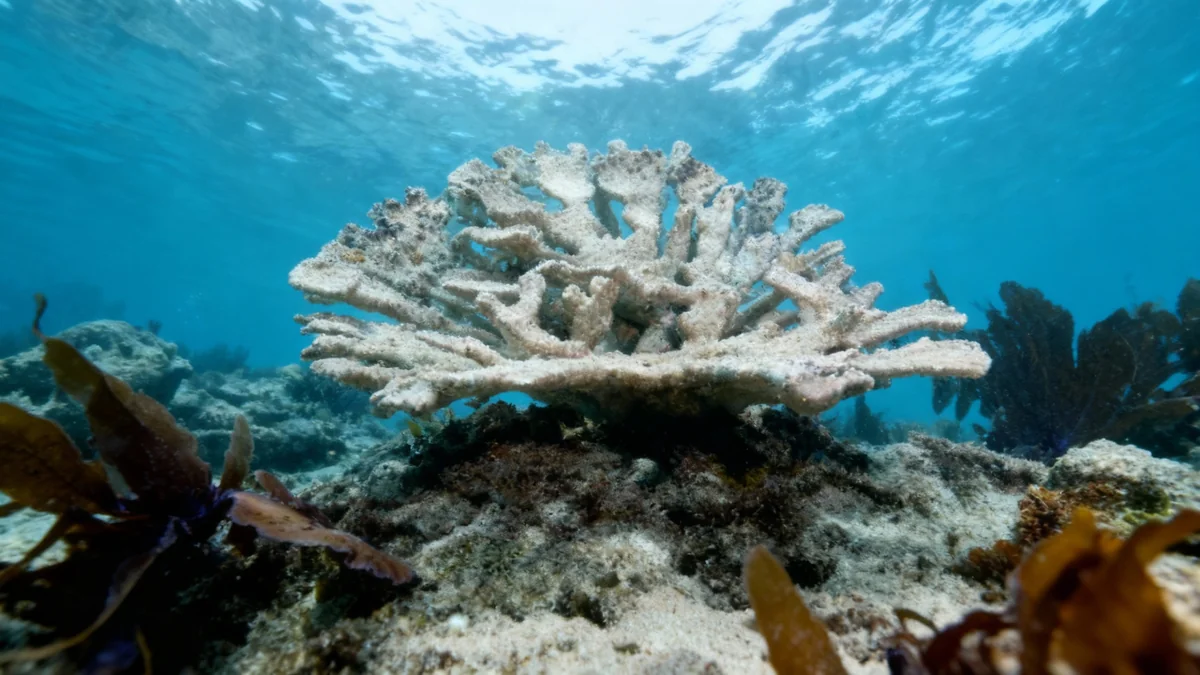 Deux coraux majeurs de Floride fonctionnellement éteints