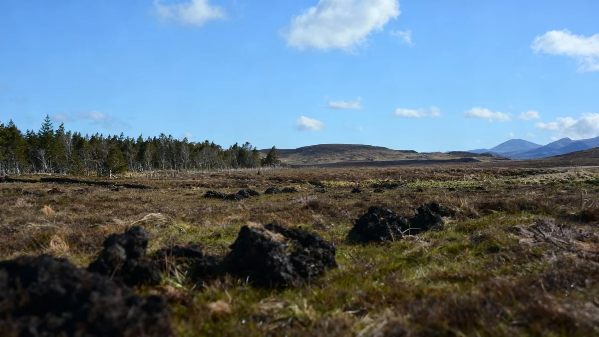 Les tourbières pourraient devenir une source massive de carbone
