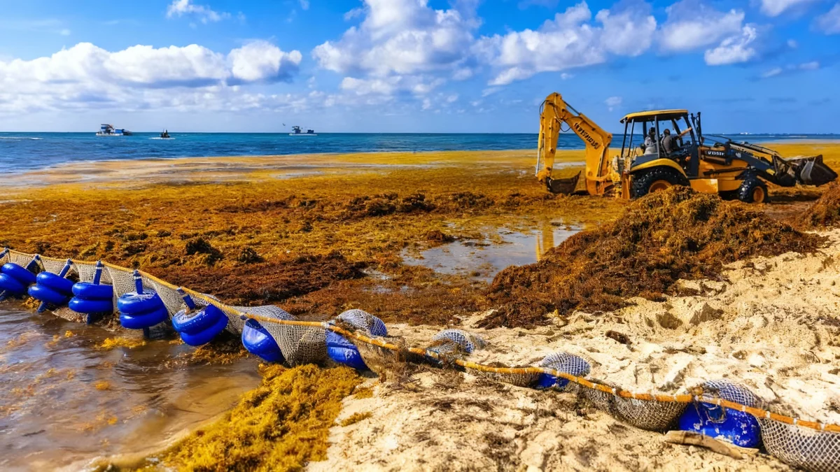 Découverte majeure sur les proliférations de sargasses