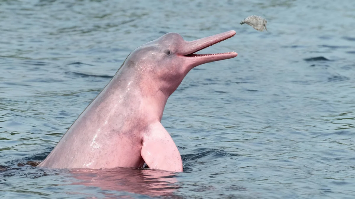 Les lacs d'Amazonie se transforment en pièges mortels
