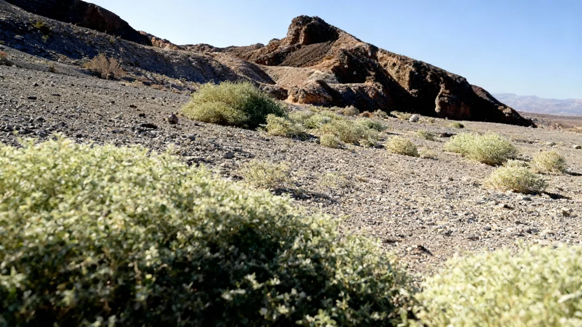 Une plante du désert pourrait aider les cultures à survivre