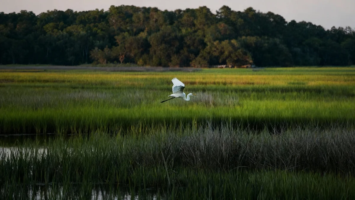 La protection des zones humides menacée aux États-Unis