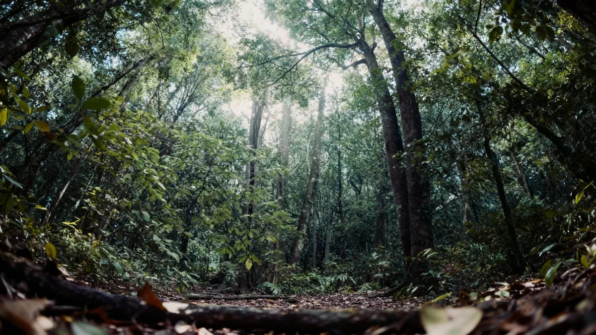 Les forêts australiennes émettent plus de carbone