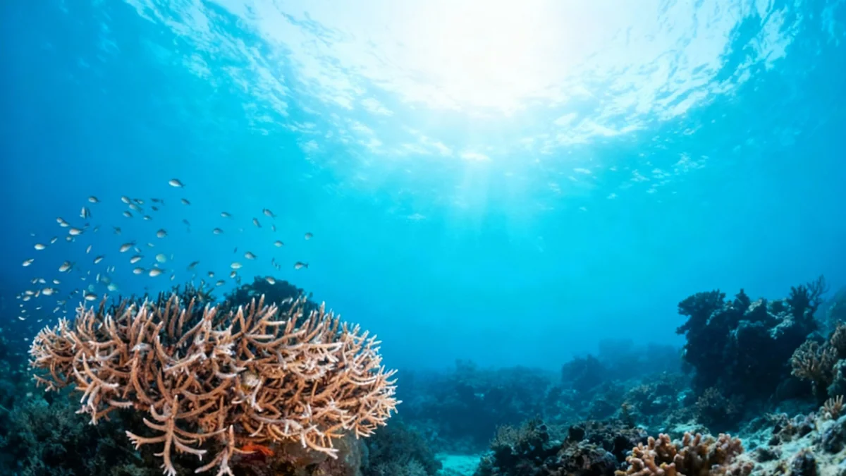 Grande Barrière de Corail: une lueur d'espoir pour sa survie