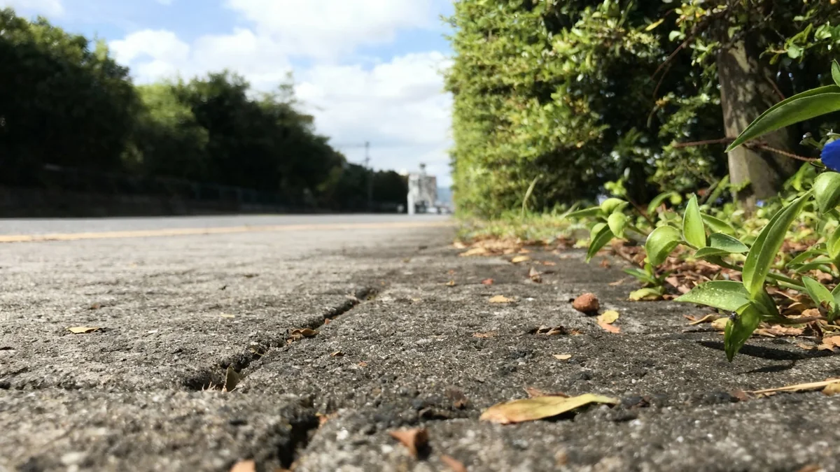 Les plantes urbaines s'adaptent rapidement aux villes